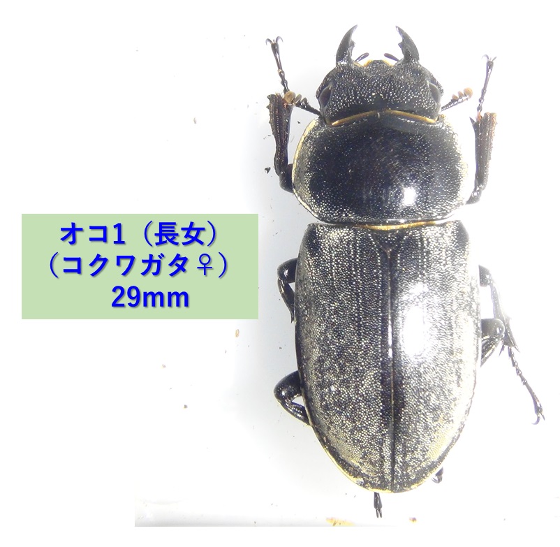 コクワガタ（オコ１ 長女）_体長29mm_2024年4月11日